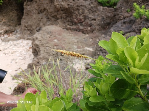 Ischaemum aureum observed 2026-03-23