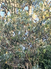 Buddleja marrubiifolia