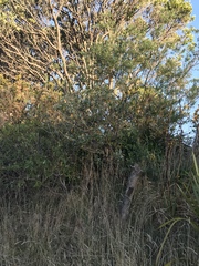 Buddleja marrubiifolia