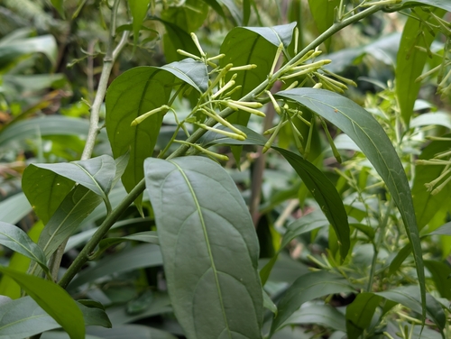 Cestrum, 2026-07-19