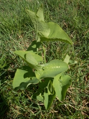 Aristolochia clematitis