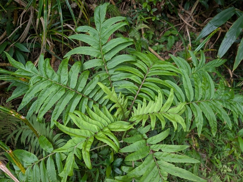 Cyanea grimesiana observed 2026-07-19