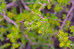 Condalia warnockii
