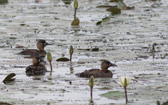 Thalassornis leuconotus