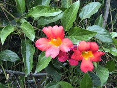 Bignonieae