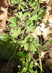 Corydalis intermedia