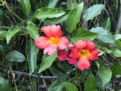 Bignonieae