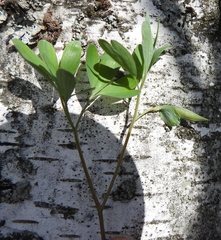 Corydalis intermedia