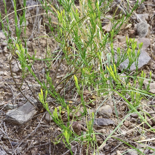 Menodora longiflora