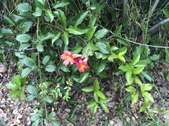 Bignonieae