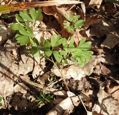 Corydalis intermedia