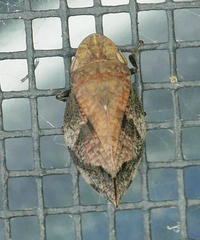 Lepyronia quadrangularis