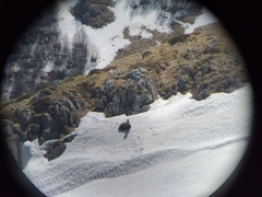 Rupicapra rupicapra balcanica