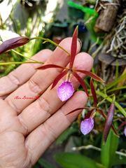 Encyclia bractescens