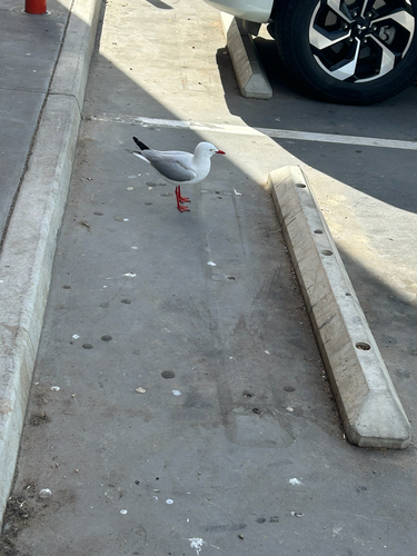 Silver Gull