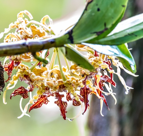 Dendrobium spectabile, photograph 1