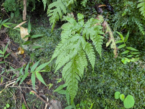 Tectaria gaudichaudii observed 2026-07-19