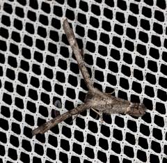 Phazaca interrupta