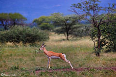 Nanger soemmerringii