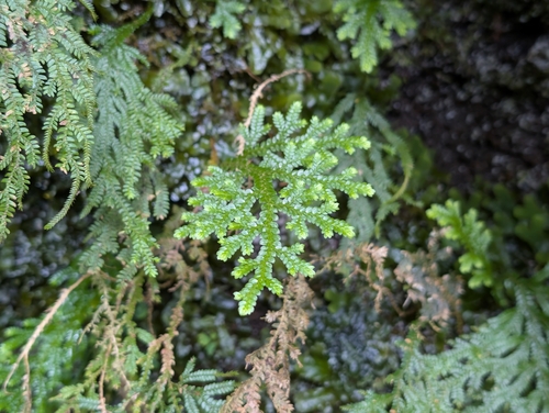 Dwarf spikemoss (Selaginella arbuscula)