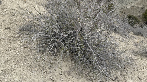 Alderleaf Mountain Mahogany
