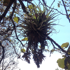 Tillandsia macdougallii