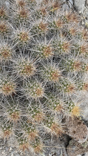 Mojave Kingcup Cactus