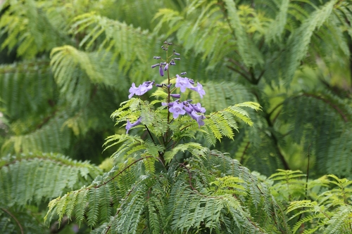 Jacaranda mimosifolia observed 2026-07-19