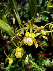 Encyclia alata