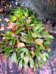 Glottiphyllum linguiforme