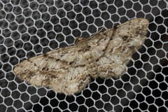 Boarmia curtaria