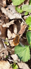 Bombylius major