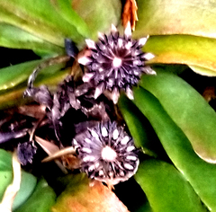 Glottiphyllum linguiforme