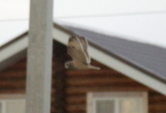 Asio flammeus flammeus