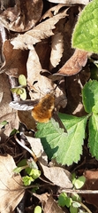 Bombylius major