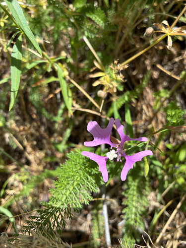 Clarkia pulchella, photograph 5