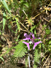 (c) Emma, some rights reserved (CC BY) Clarkia pulchella, photograph (c) Emma, some rights reserved (CC BY)