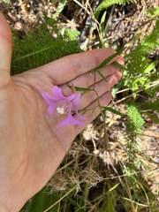 Clarkia pulchella, photograph (c) Emma, some rights reserved (CC BY)