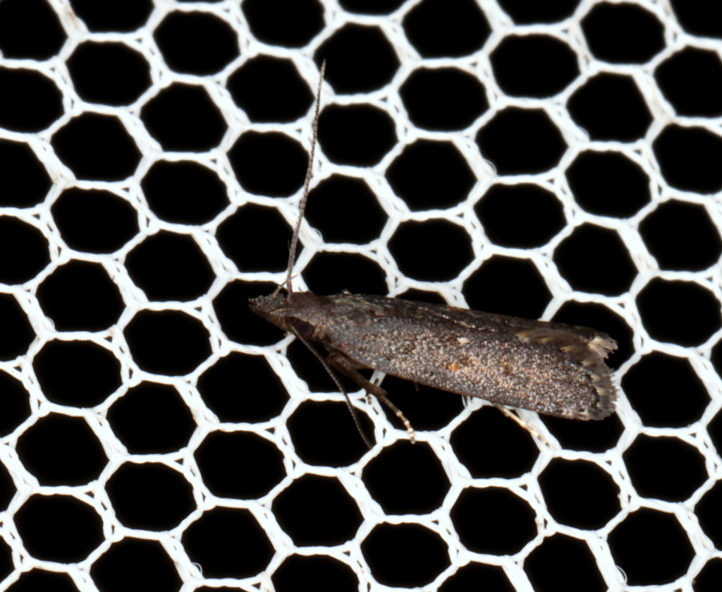 Dichomeris holomela