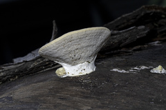 Gloeophyllales