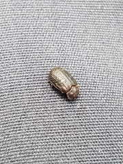 Trox scaber