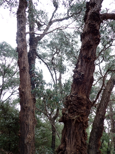 Eucalyptus patens, photograph 1