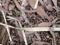 Eucalyptus patens