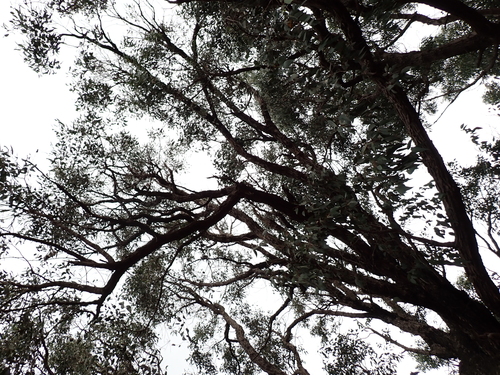 Eucalyptus patens, photograph 2