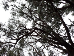 Eucalyptus patens, photograph (c) Em Lamond, some rights reserved (CC BY)