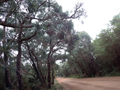 Eucalyptus patens, photograph (c) Em Lamond, some rights reserved (CC BY)