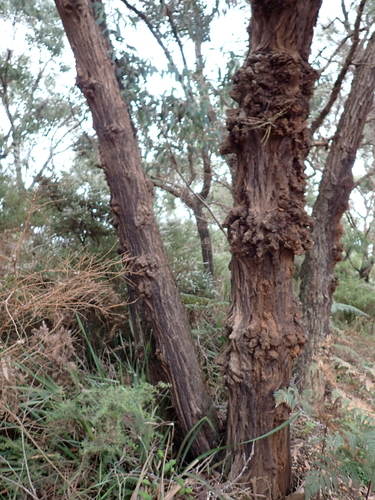 Eucalyptus patens, photograph 4