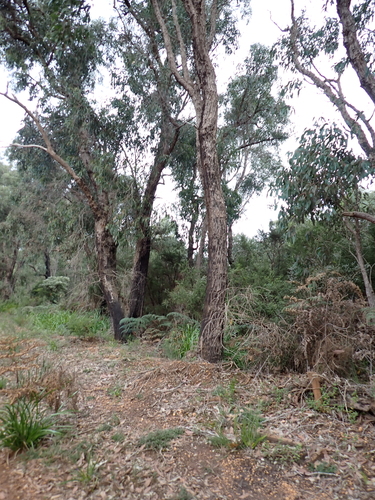 Eucalyptus patens, photograph 5