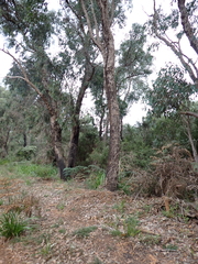Eucalyptus patens, photograph (c) Em Lamond, some rights reserved (CC BY)