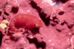 Cochleoceps orientalis